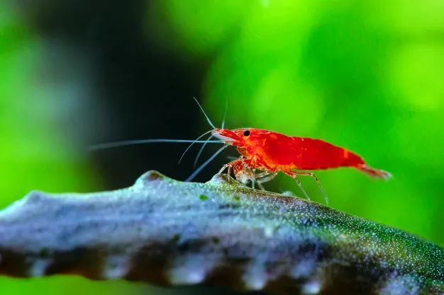 Krevety do akvária rozhodně patří. Pozoruhodný tvor vás bude fascinovat každý den 